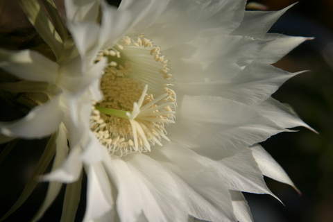 sabosan_0514001.jpg